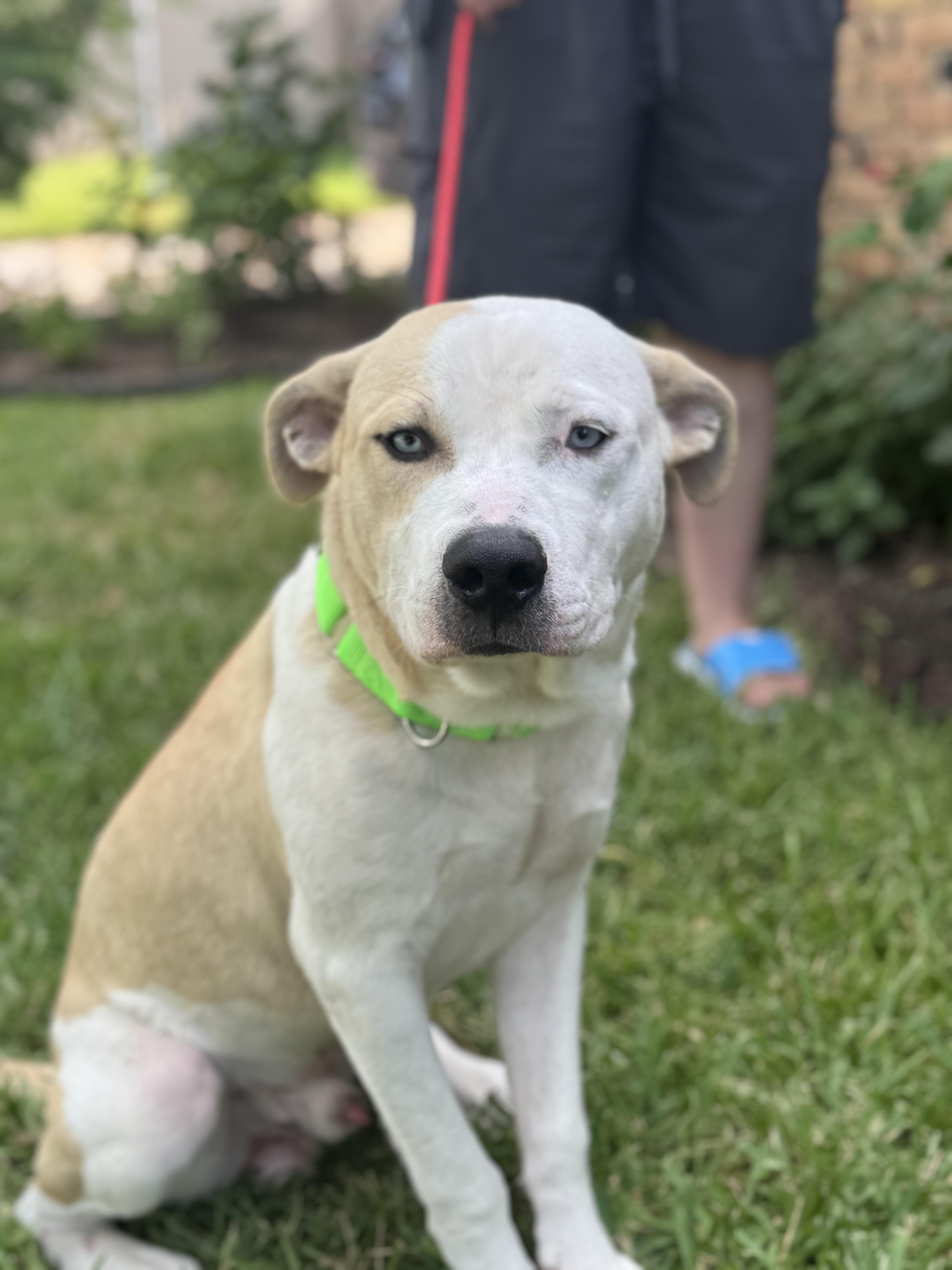 Enlarge Home Run, an adopted mixed breed in Marlborough, MA image 1/5