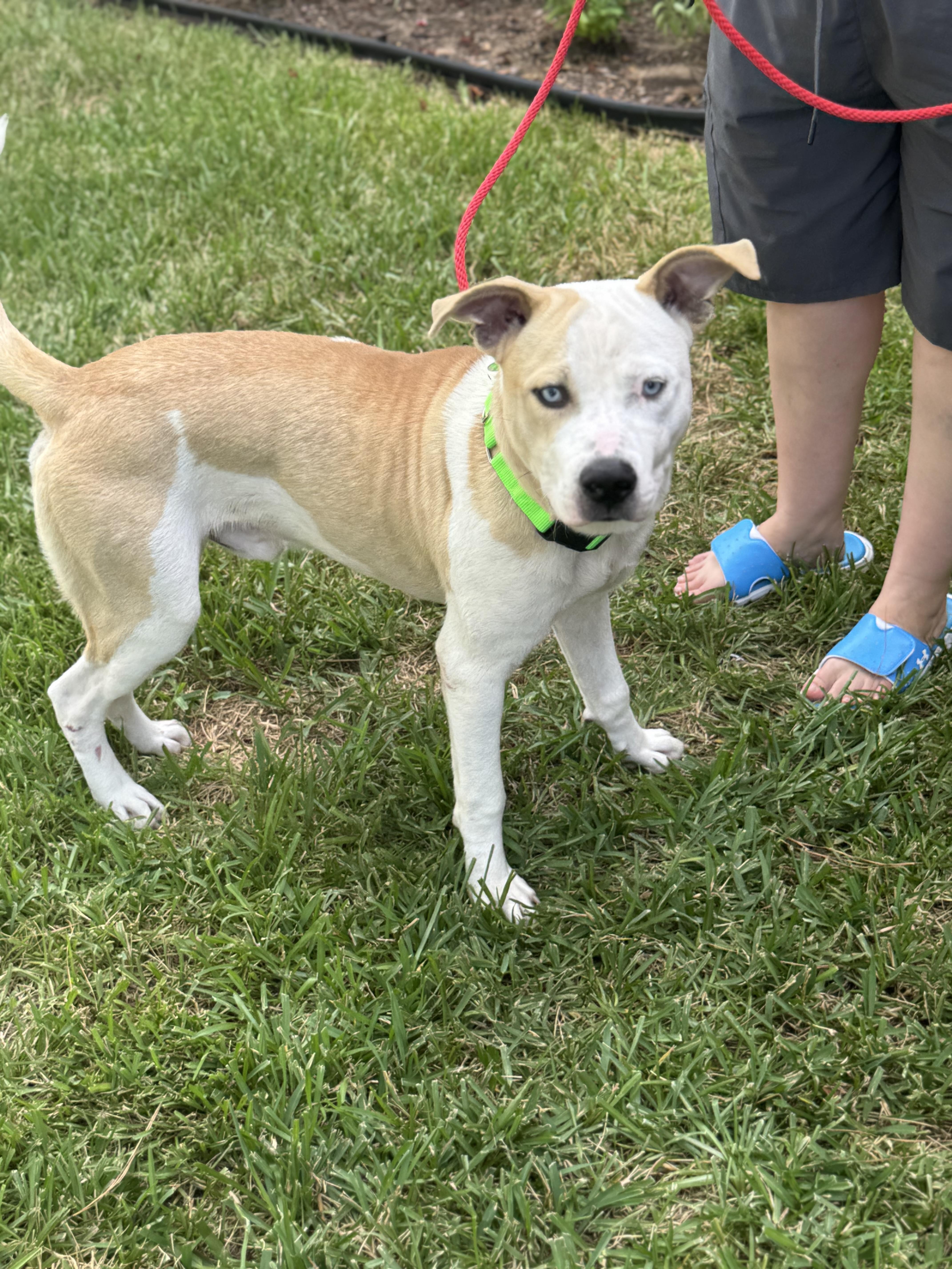 Enlarge Home Run, an adopted mixed breed in Marlborough, MA image 4/5
