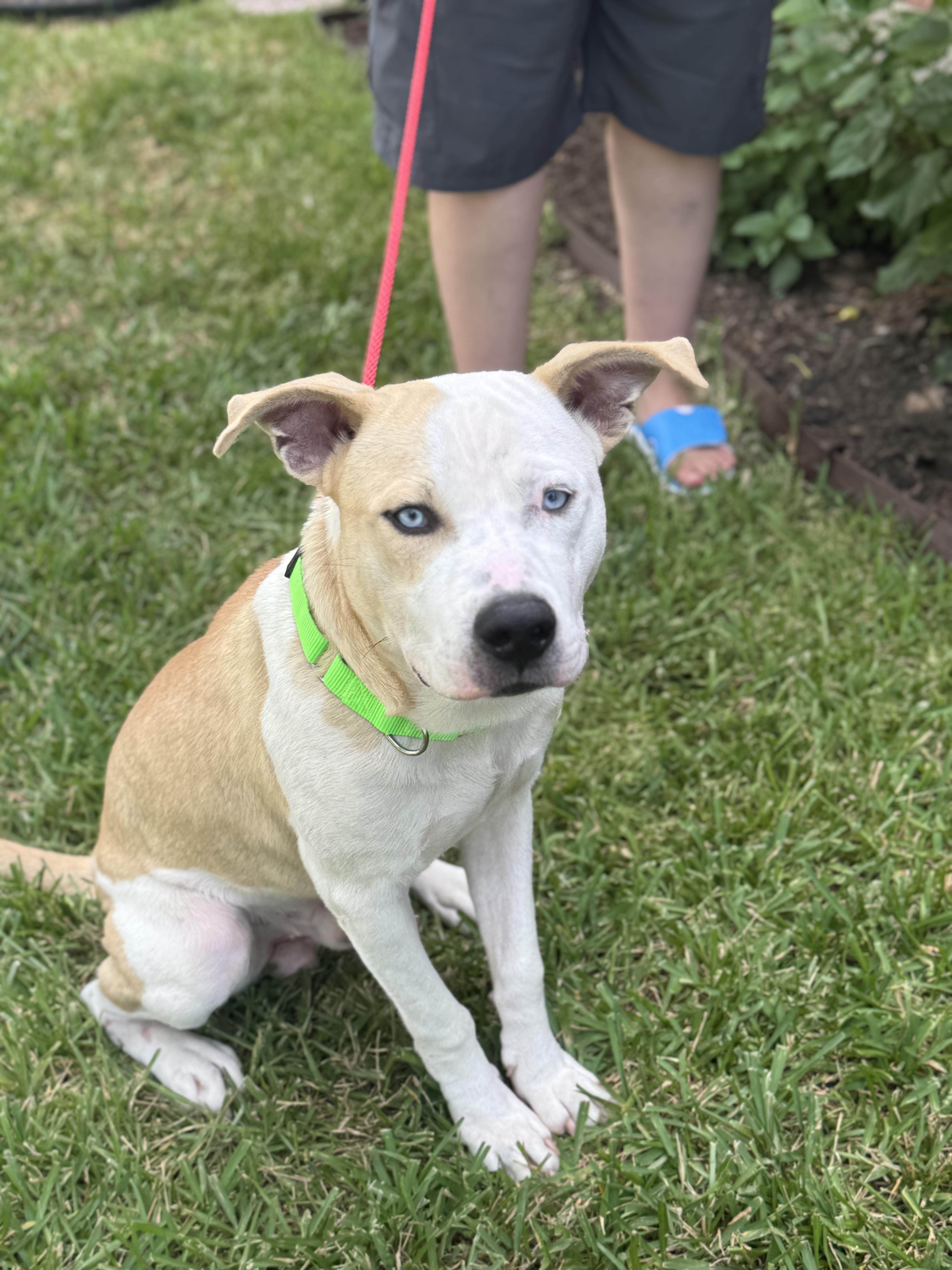 Enlarge Home Run, an adopted mixed breed in Marlborough, MA image 3/5