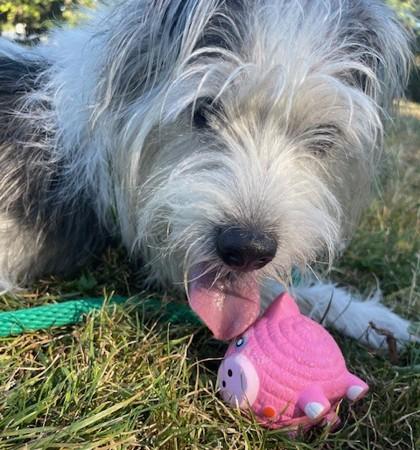 Beatrice, Adoptable, Adult Female Parson Russell Terrier & Mixed Breed.