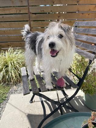 Enlarge Beatrice, a Adoptable mixed breed in Seattle, WA image 2/3