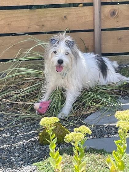 Enlarge Beatrice, a Adoptable mixed breed in Seattle, WA image 3/3