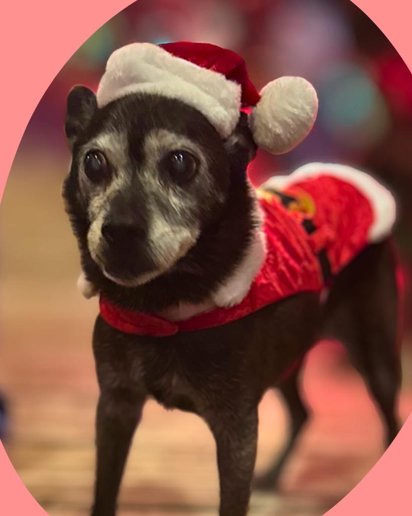 Ellen Griswold, Adoptable, Senior Female Chihuahua.