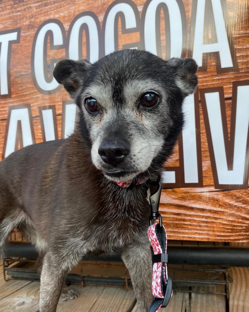 Enlarge Ellen Griswold, a Adoptable Chihuahua in College Station, TX image 2/6