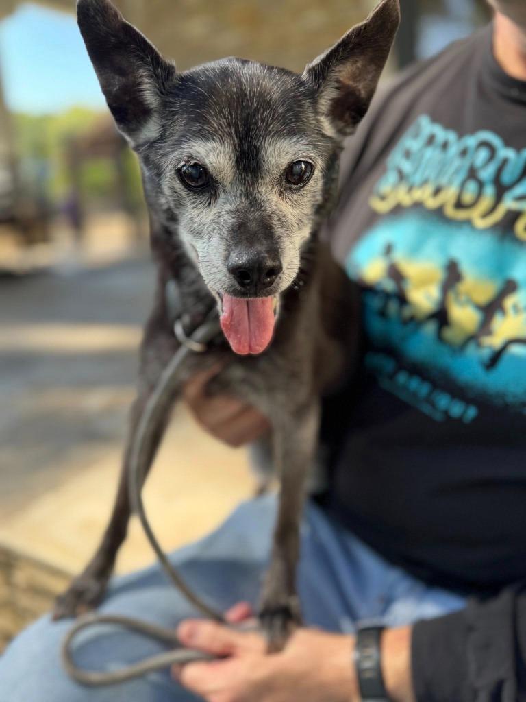 Enlarge Ellen Griswold, a Adoptable Chihuahua in College Station, TX image 1/1