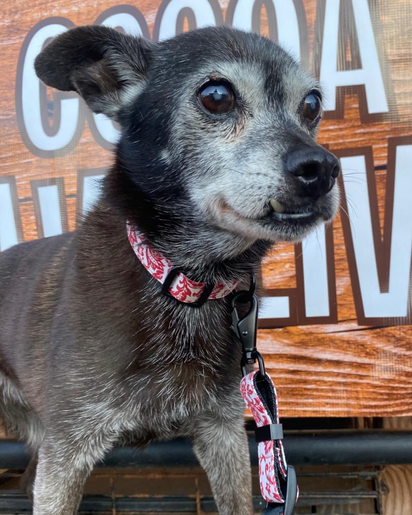 Enlarge Ellen Griswold, a Adoptable Chihuahua in College Station, TX image 5/6