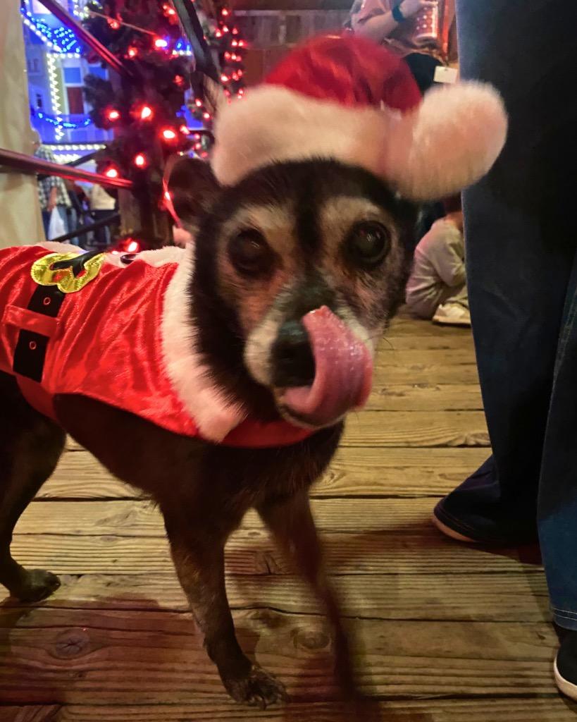 Enlarge Ellen Griswold, a Adoptable Chihuahua in College Station, TX image 6/6