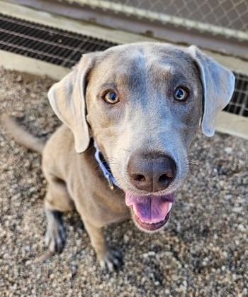 Luna, Adoptable, Adult Female Labrador Retriever.