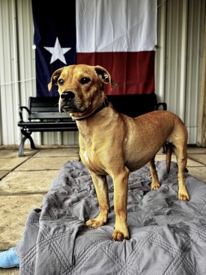 Augustine, Adoptable, Adult Male Terrier & Mixed Breed.