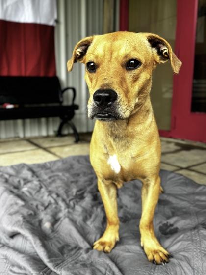 Augustine, a Adoptable mixed breed in Houston, TX image 2/2