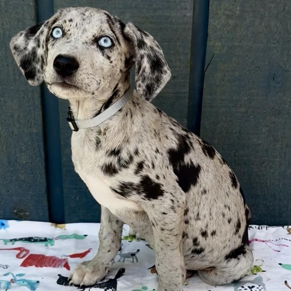 Enlarge Marshmallow, an adopted mixed breed in Middletown, CT image 4/5