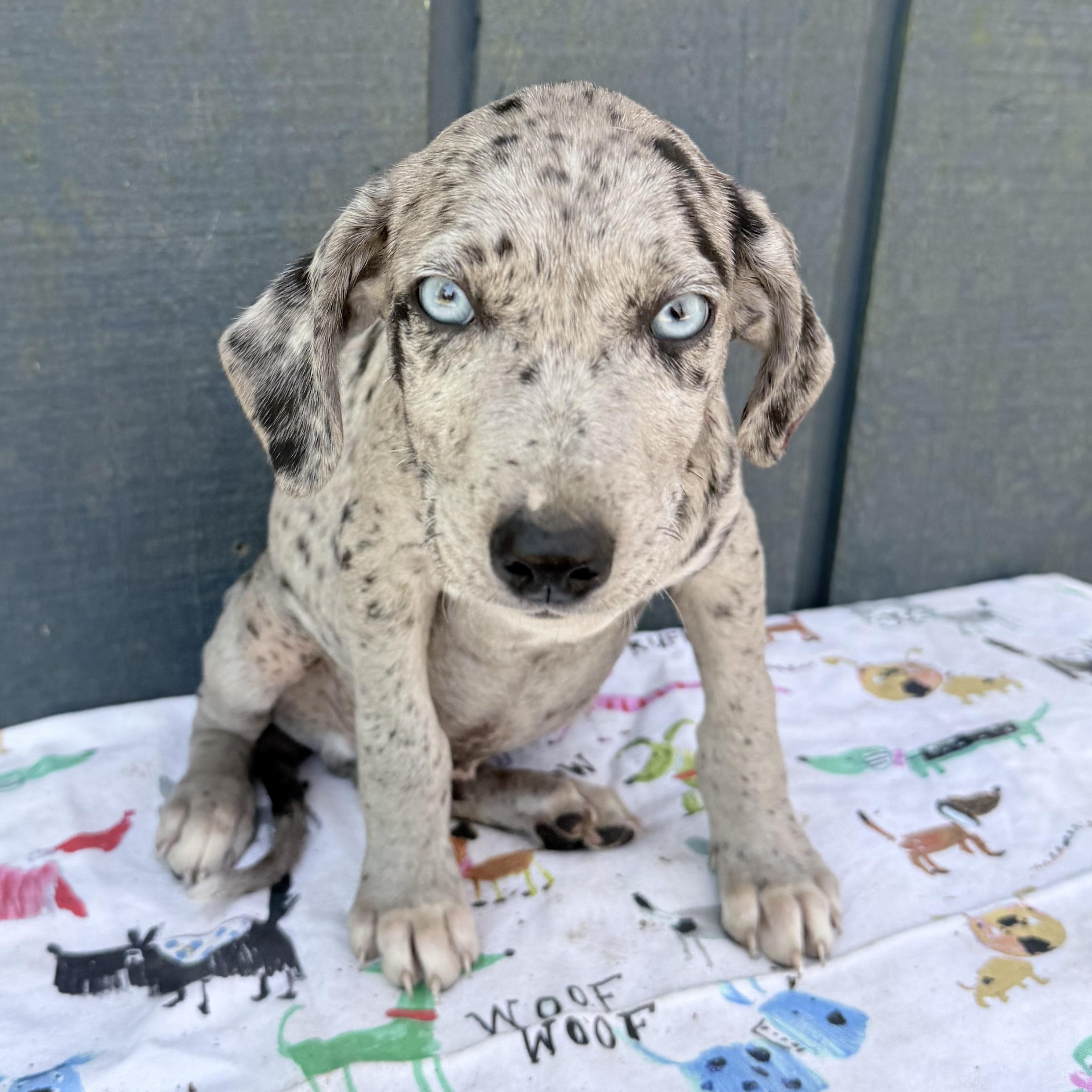 Enlarge Marshmallow, an adopted mixed breed in Middletown, CT image 2/5