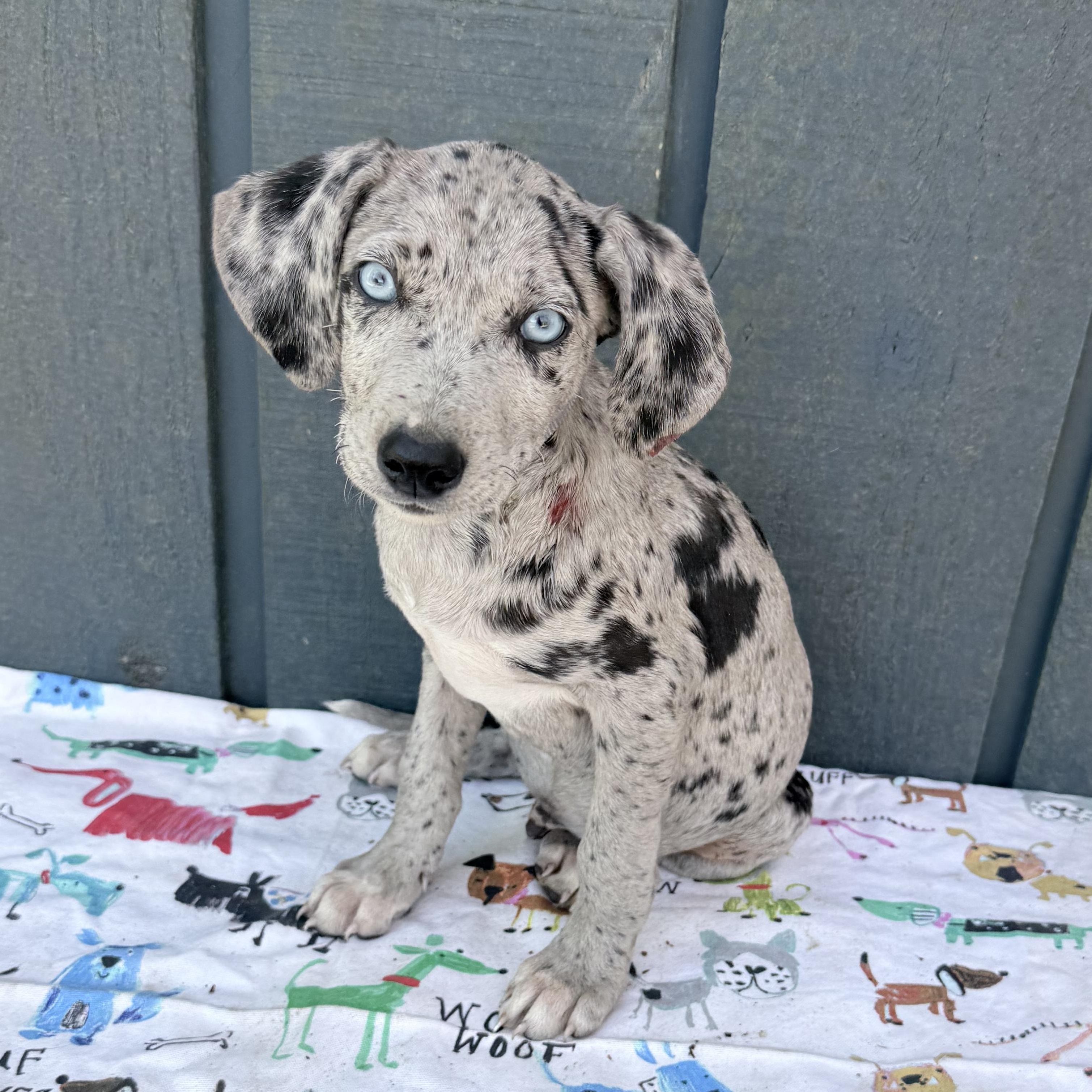 Enlarge Marshmallow, an adopted mixed breed in Middletown, CT image 5/5