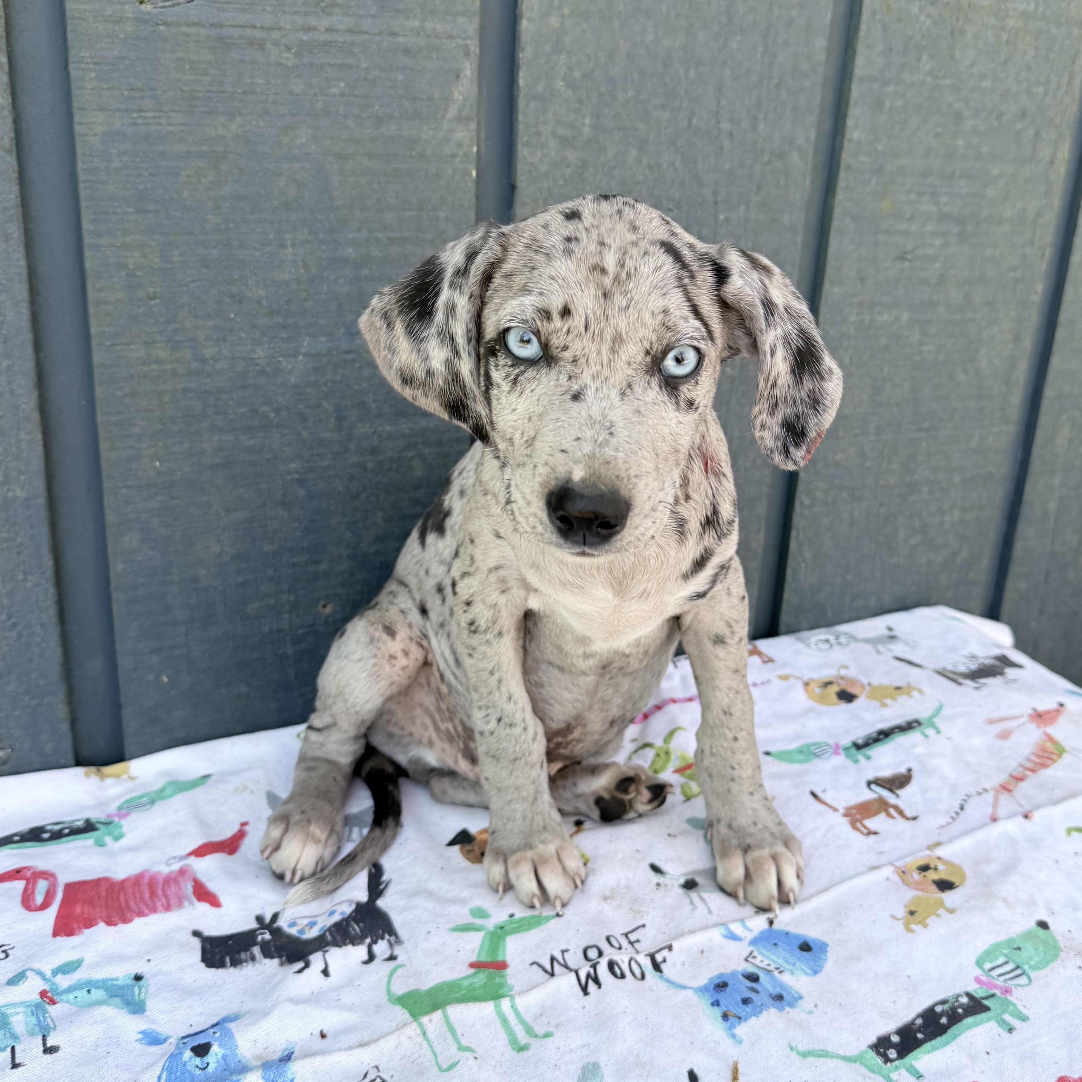 Enlarge Marshmallow, an adopted mixed breed in Middletown, CT image 3/5