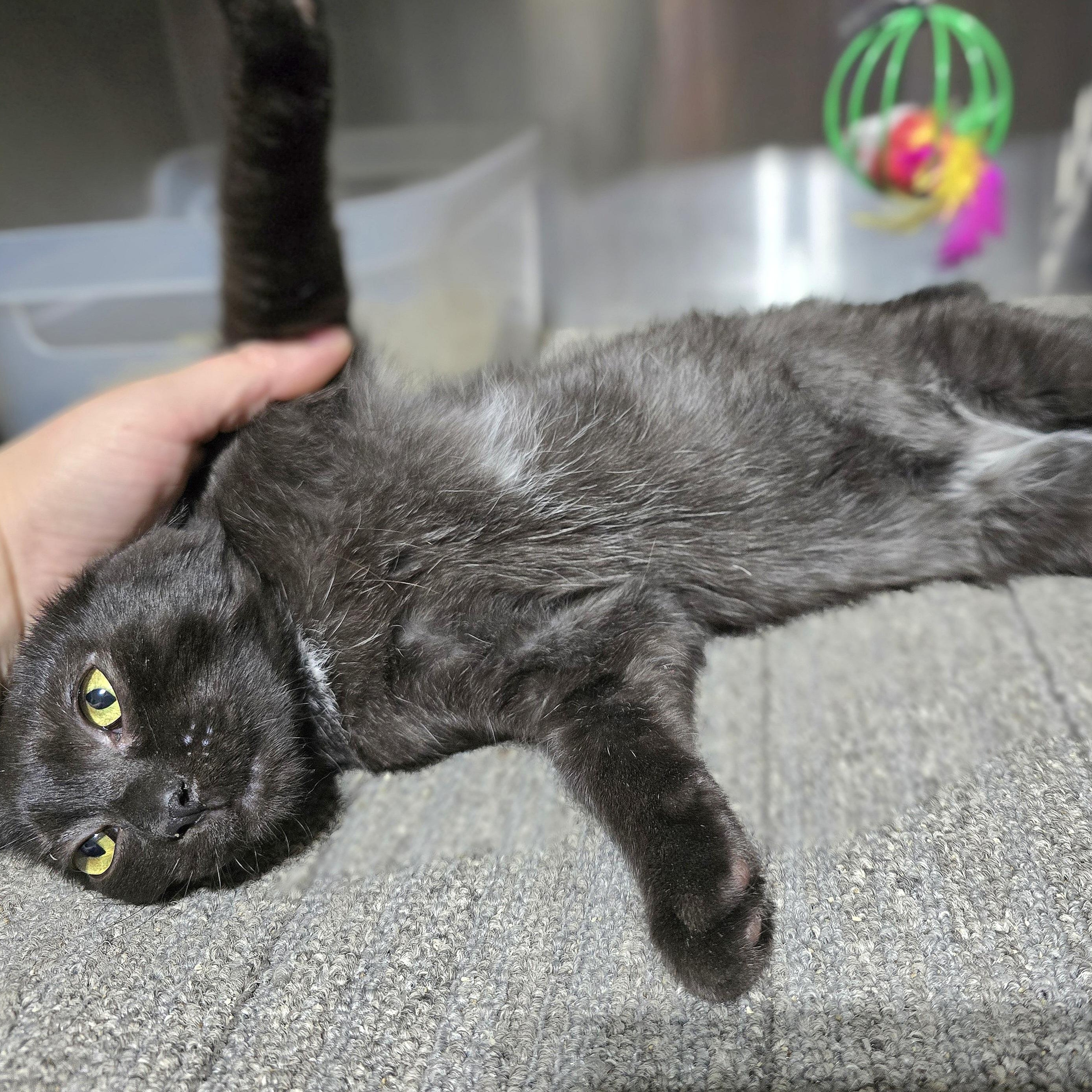 Coraline, Adoptable, Kitten Female Domestic Short Hair.