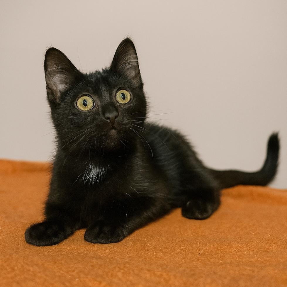 Coraline, a Adoptable Domestic Short Hair in Quincy, OH image 2/2