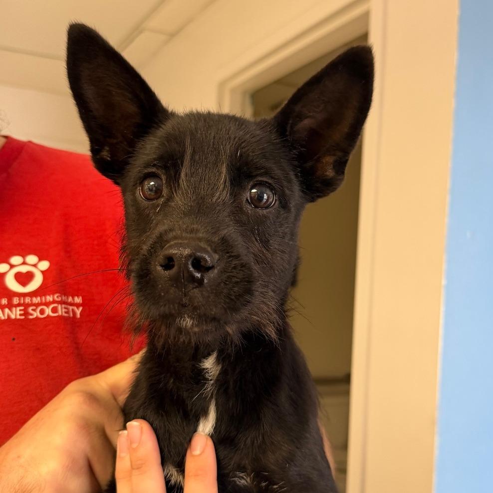 Dougie, ADOPTABLE, Young • Male, Standard Schnauzer & Mixed Breed.