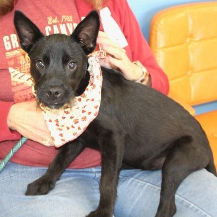 Enlarge Dougie, a Adoptable mixed breed in Birmingham, AL image 2/2