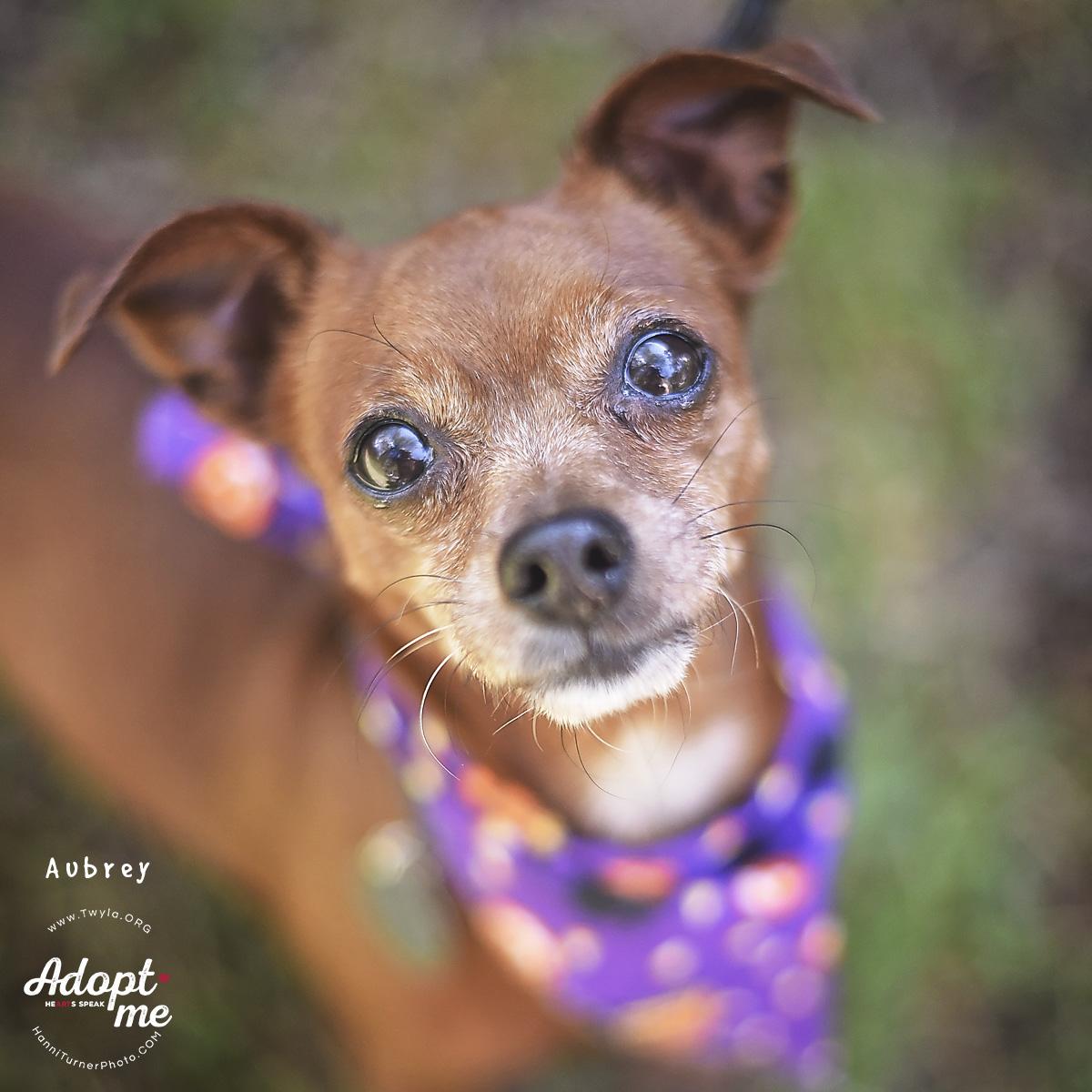 Aubrey, Adoptable, Adult Female Chihuahua.