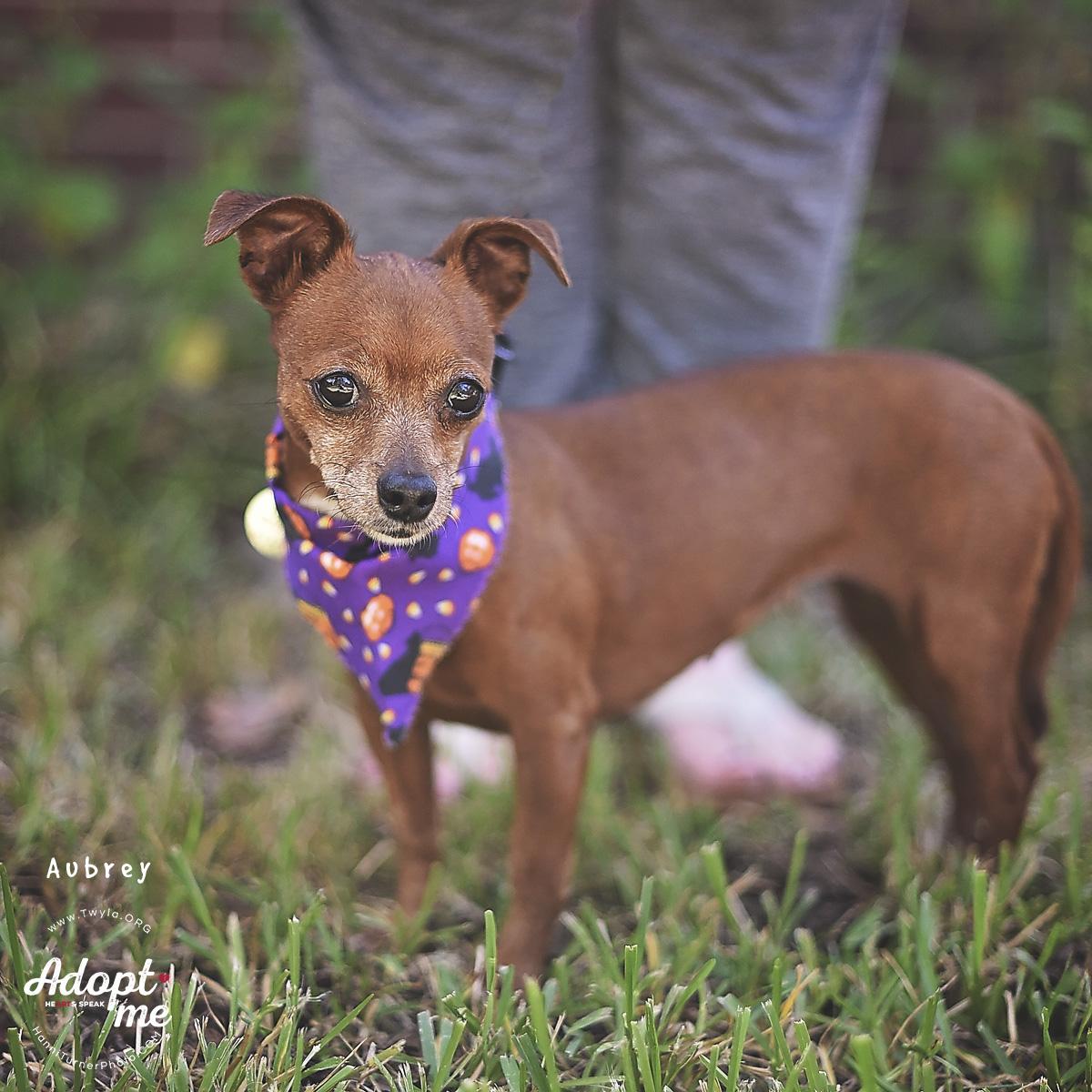 Enlarge Aubrey, a Adoptable mixed breed in Kingwood, TX image 5/6
