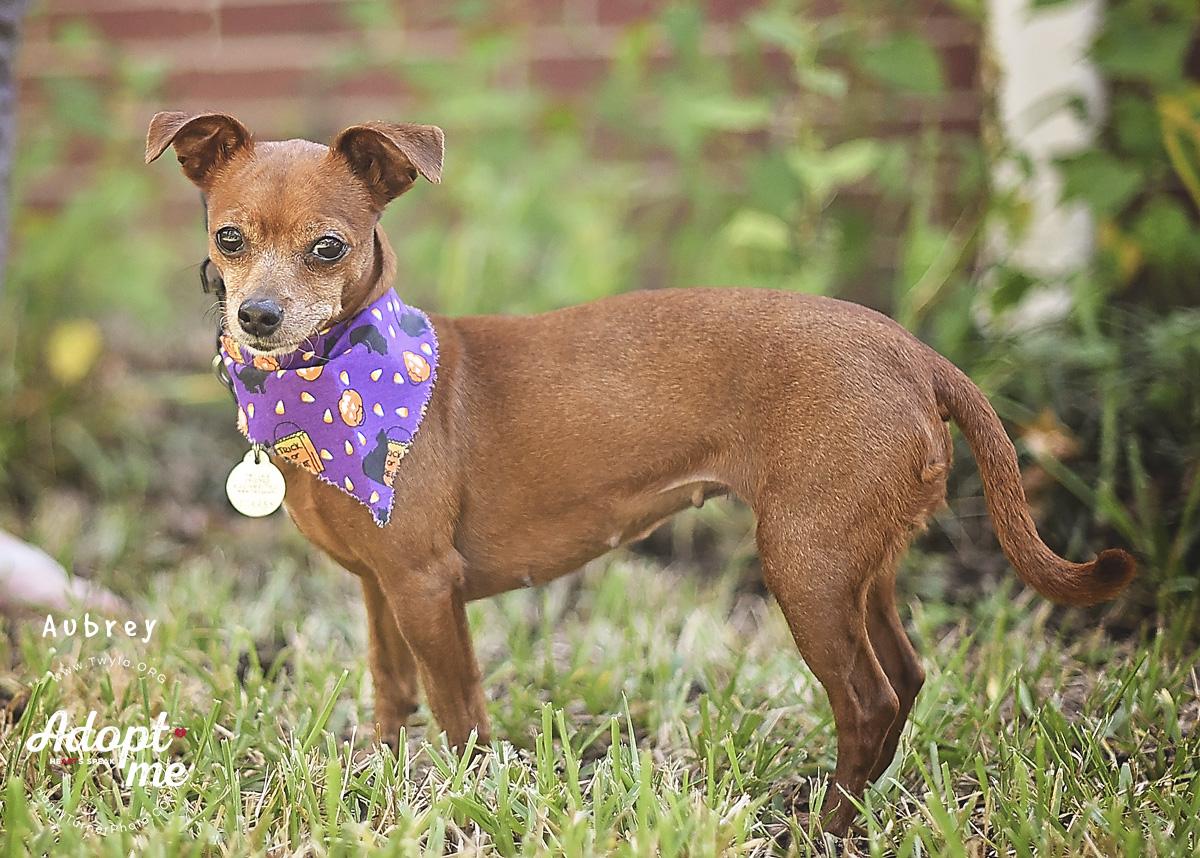 Enlarge Aubrey, a Adoptable mixed breed in Kingwood, TX image 4/6