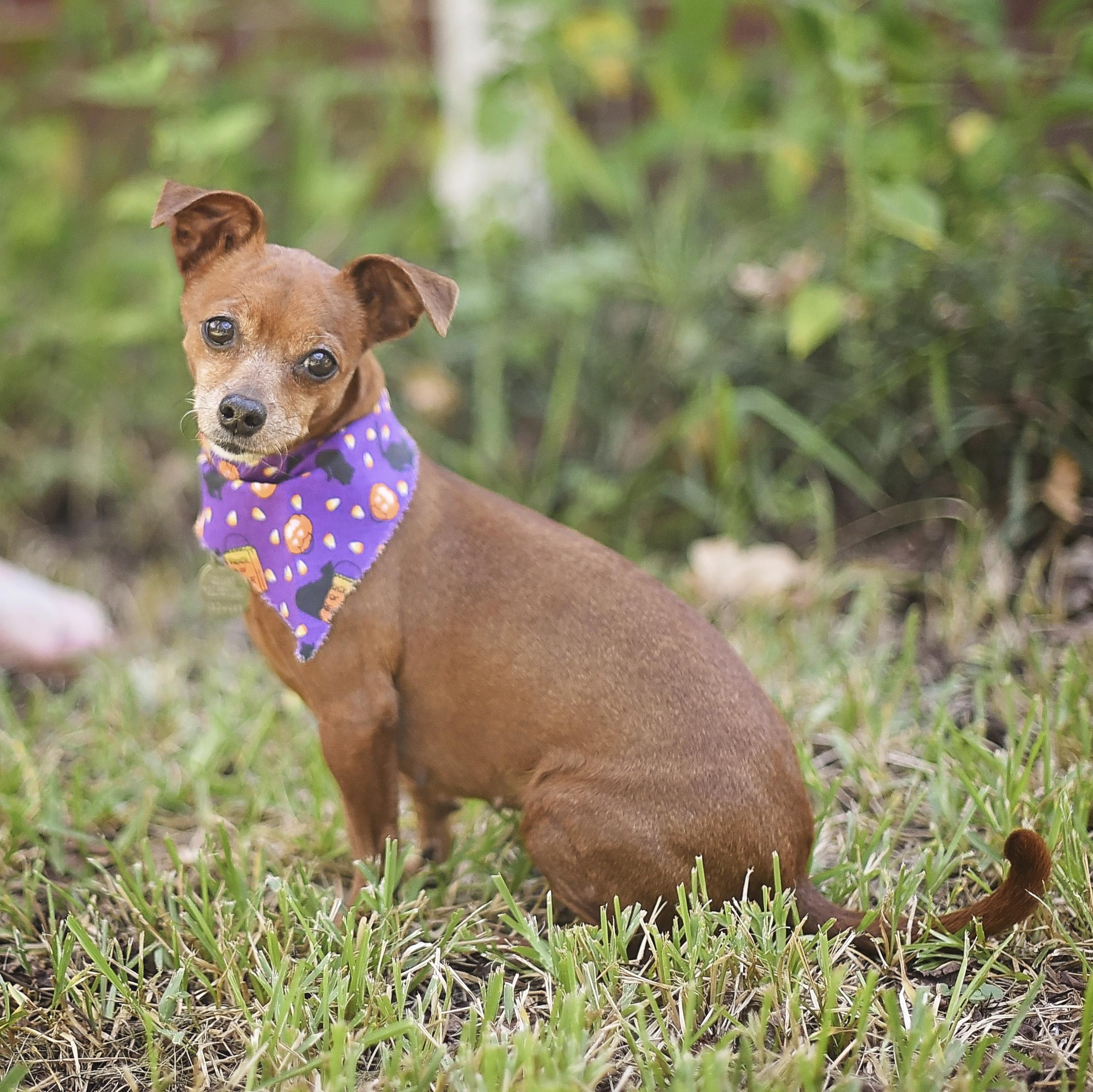 Enlarge Aubrey, a Adoptable mixed breed in Kingwood, TX image 6/6