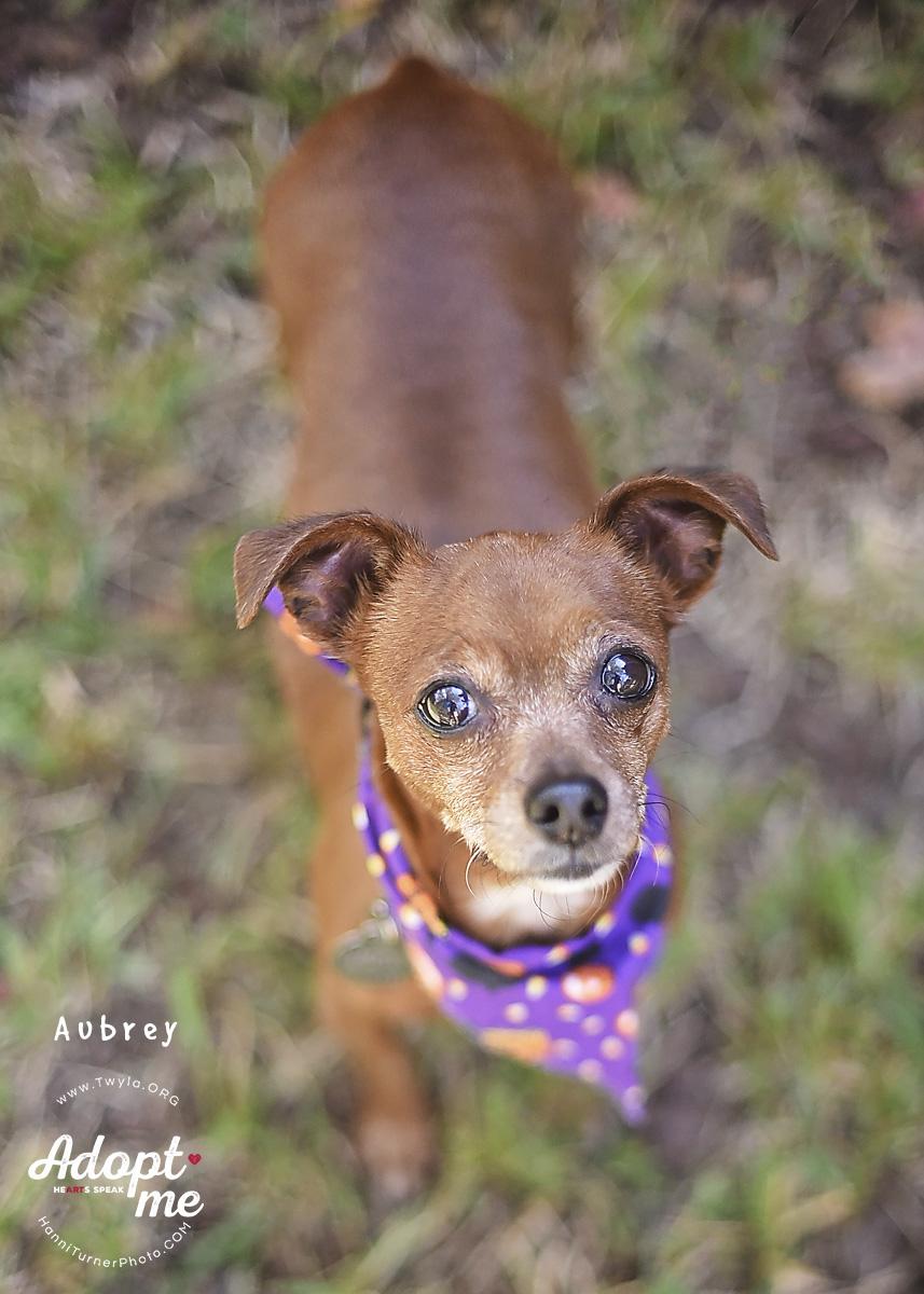 Enlarge Aubrey, a Adoptable mixed breed in Kingwood, TX image 2/6