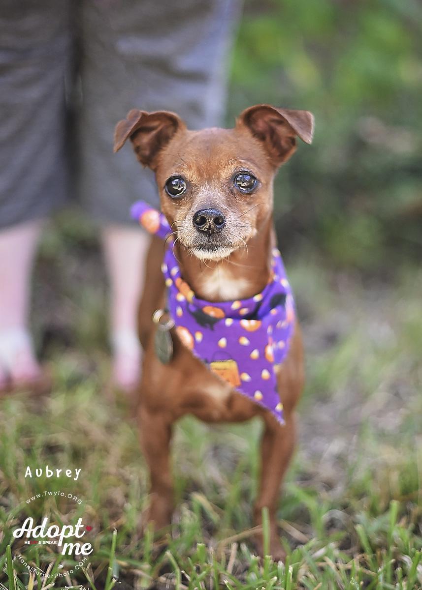 Enlarge Aubrey, a Adoptable mixed breed in Kingwood, TX image 3/6