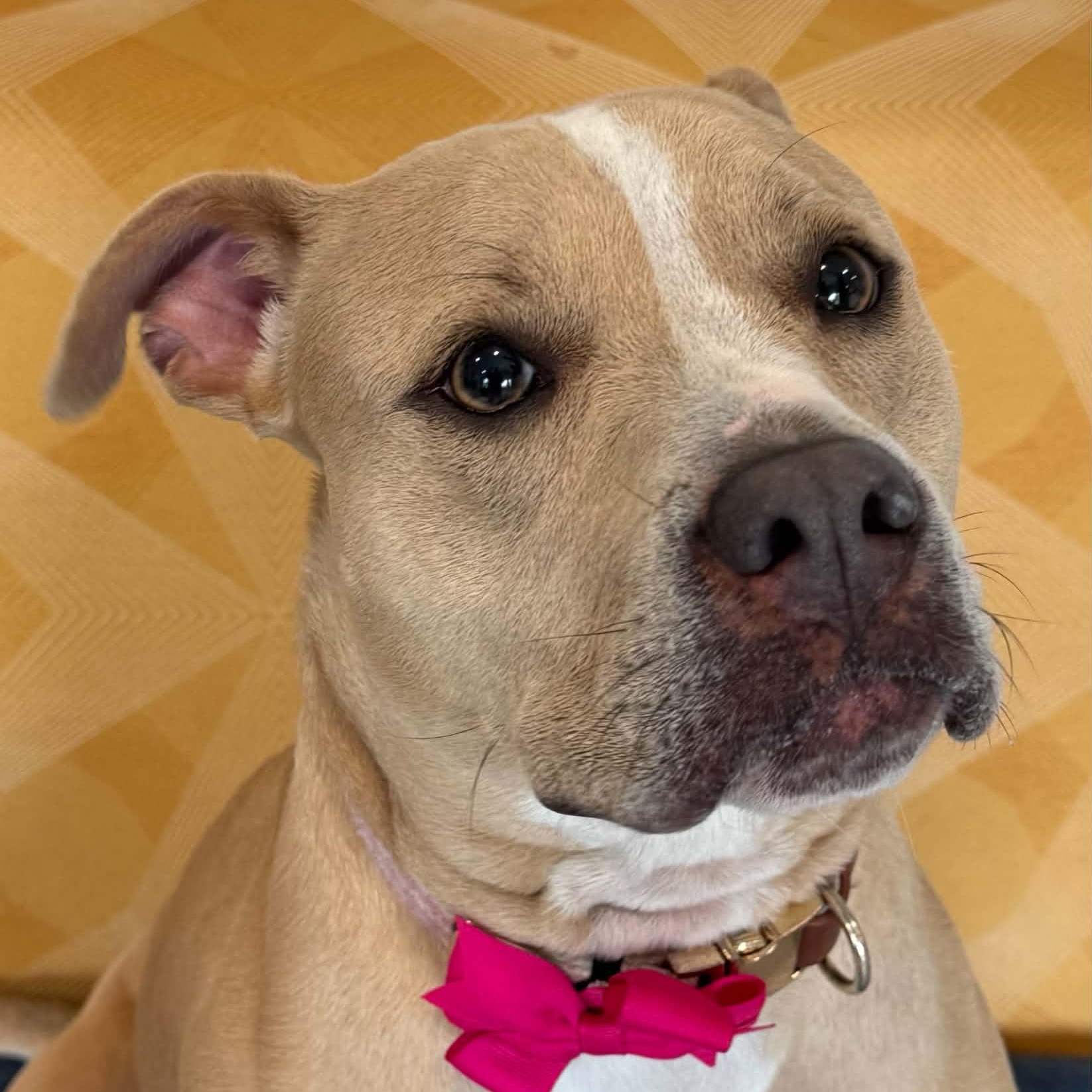 Brynn, ADOPTABLE, Young Female American Staffordshire Terrier.