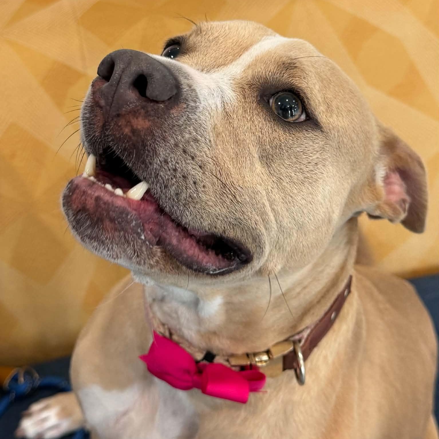 Enlarge Brynn, a Adoptable mixed breed in Danbury, CT image 3/4