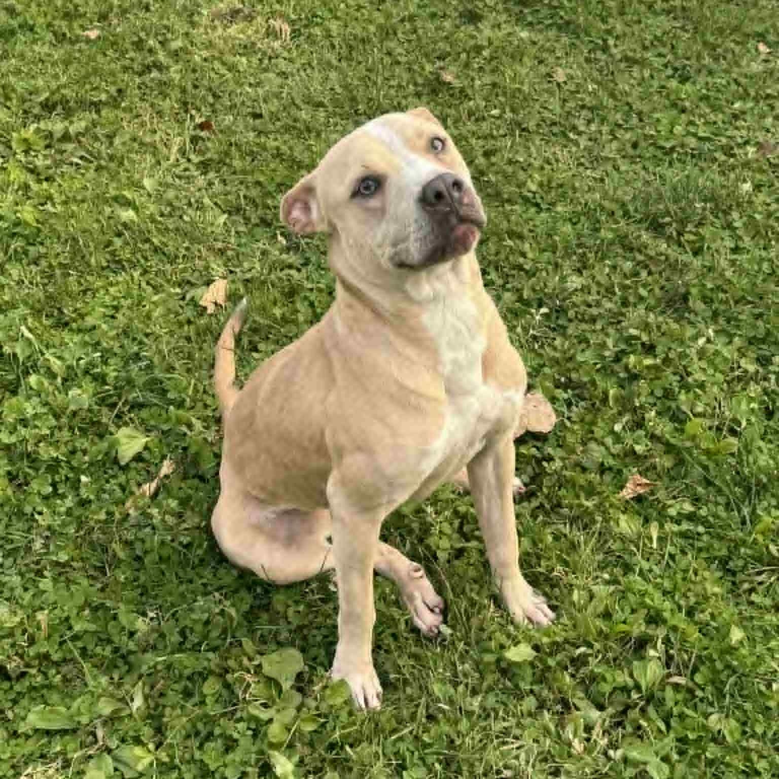 Brynn, ADOPTABLE, Young Female American Staffordshire Terrier.