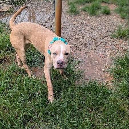 Brynn, a ADOPTABLE mixed breed in Danbury, CT image 3/3