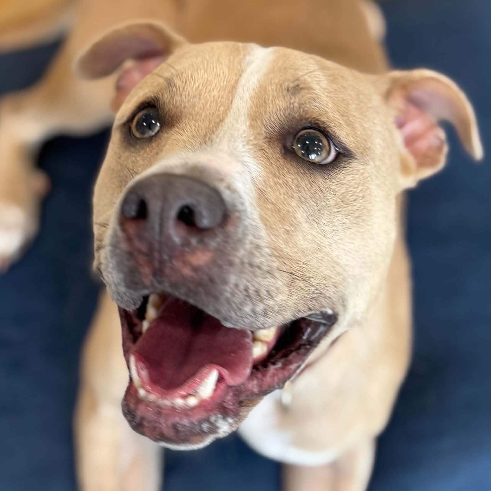Enlarge Brynn, a Adoptable mixed breed in Danbury, CT image 4/4