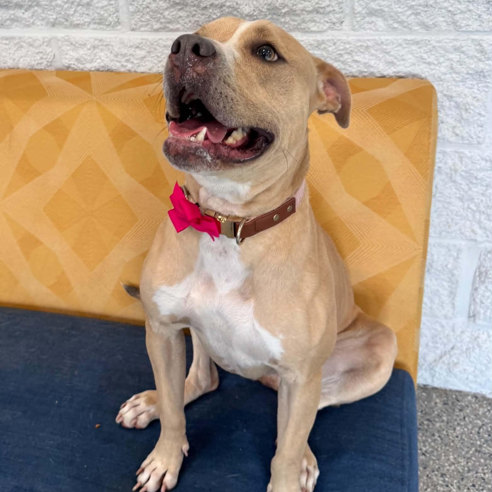 Enlarge Brynn, a Adoptable mixed breed in Danbury, CT image 2/4