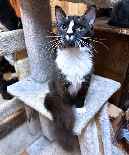 Nosey, Adoptable, Young Female Tuxedo.
