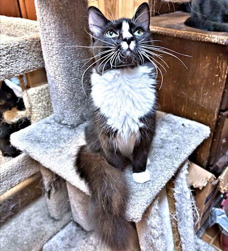 Enlarge Nosey, a Adoptable Tuxedo in Rutherfordton, NC image 2/3