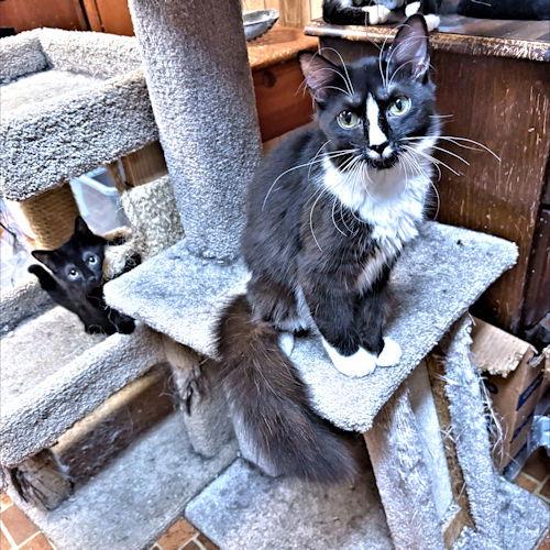 Enlarge Nosey, a Adoptable Tuxedo in Rutherfordton, NC image 3/3