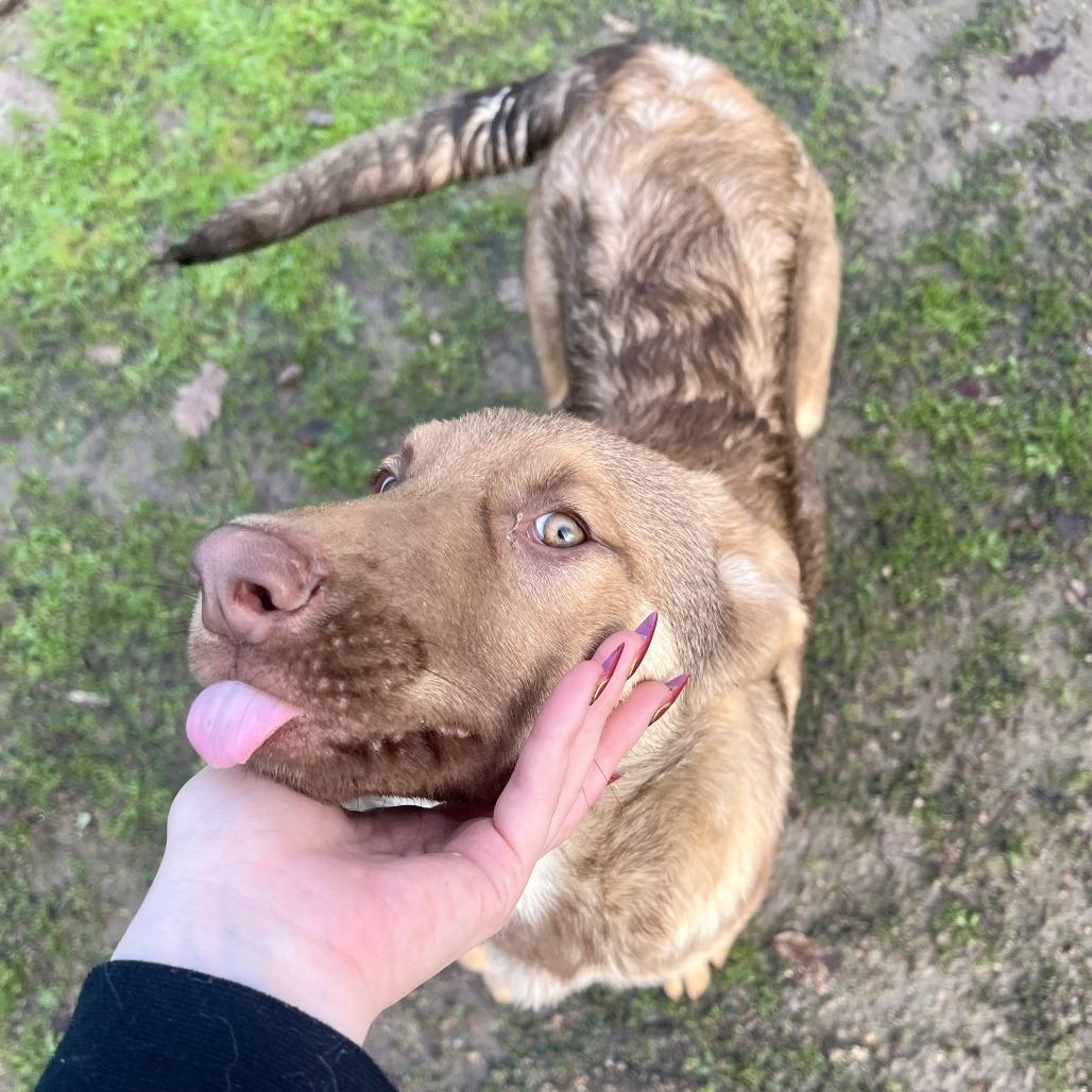 Comet, Adoptable, Young Male Shepherd.