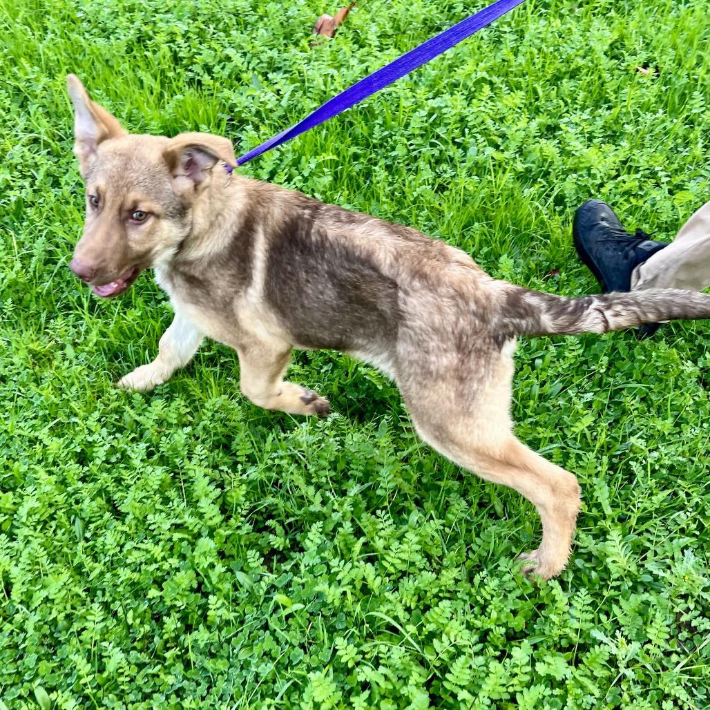 Comet, Adoptable, Young Male Shepherd.