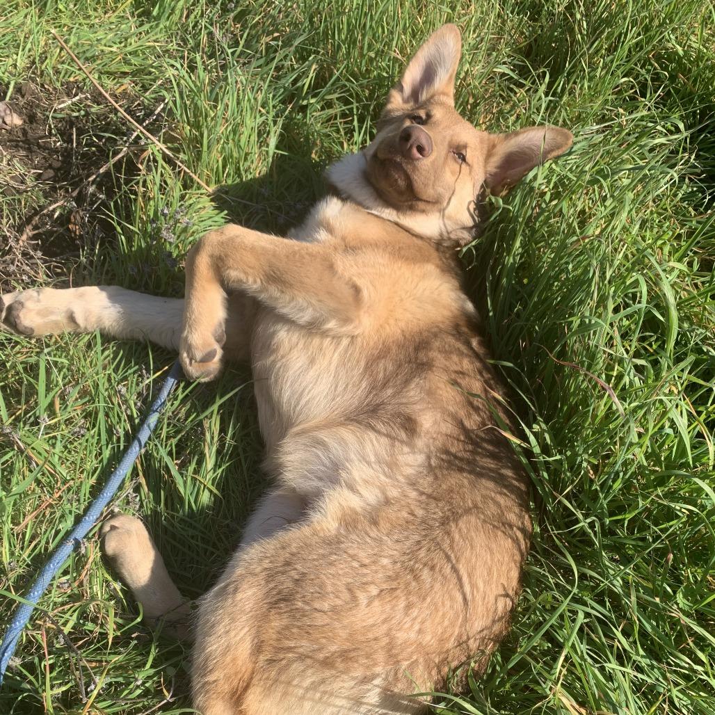 Comet, a Adoptable Shepherd in Sonoma, CA image 3/6