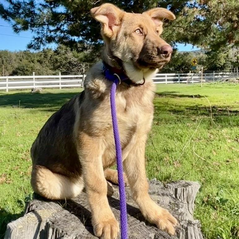 Comet, a Adoptable Shepherd in Sonoma, CA image 4/6