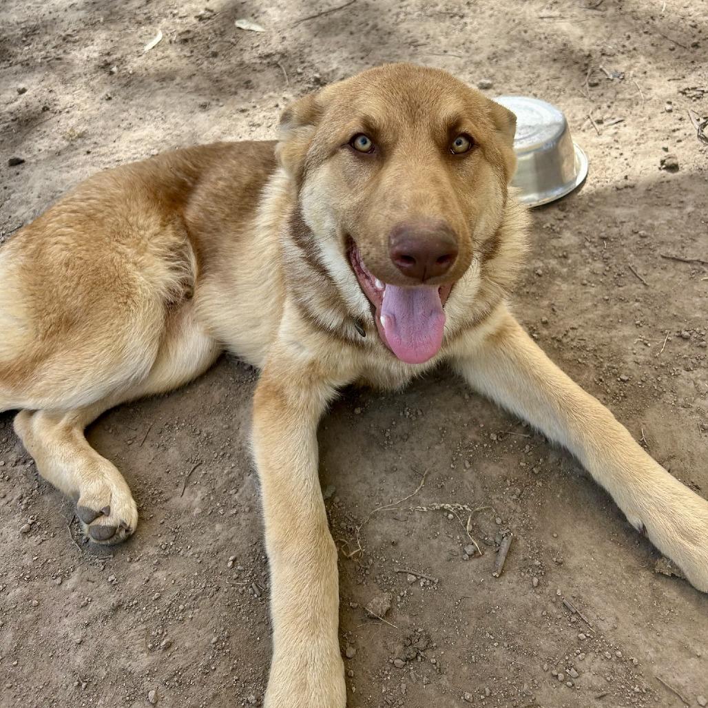 Enlarge Comet, a Adoptable Shepherd in Sonoma, CA image 2/6