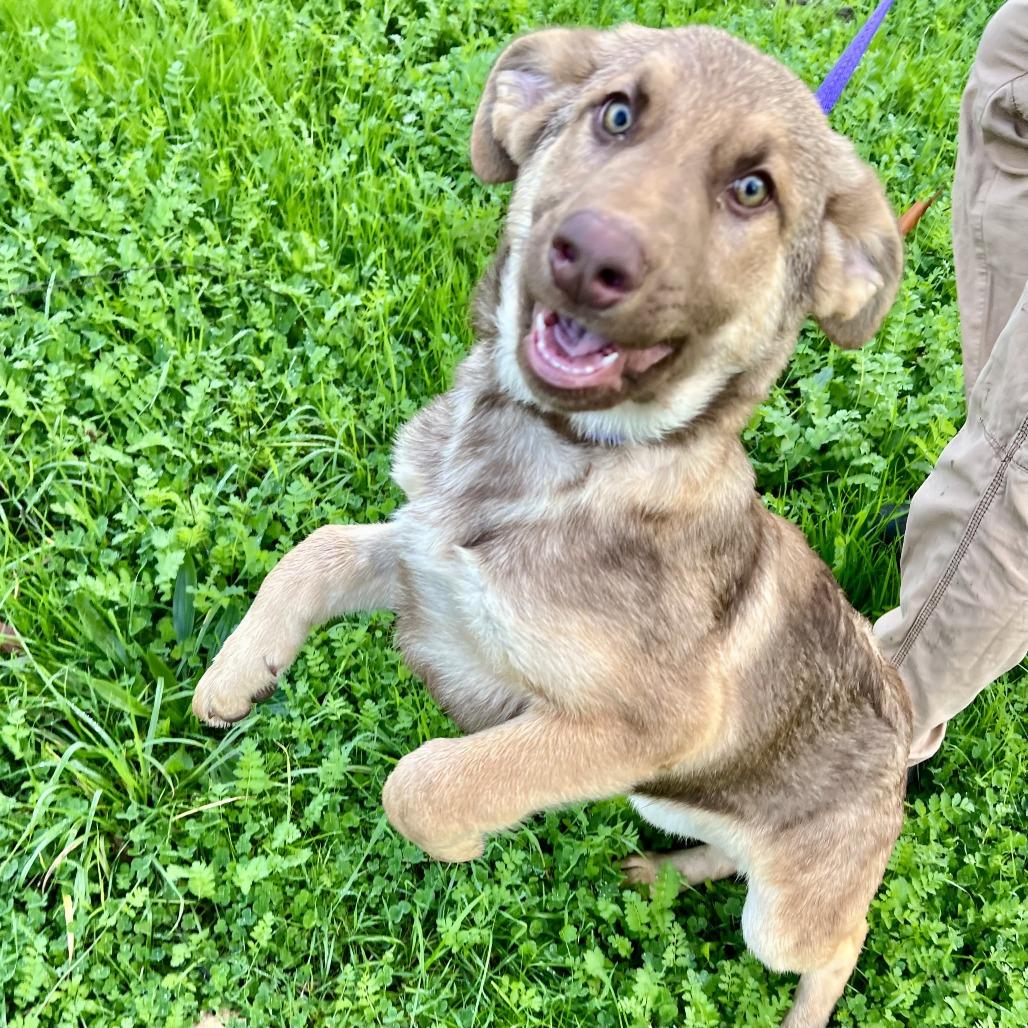 Enlarge Comet, a Adoptable Shepherd in Sonoma, CA image 2/6