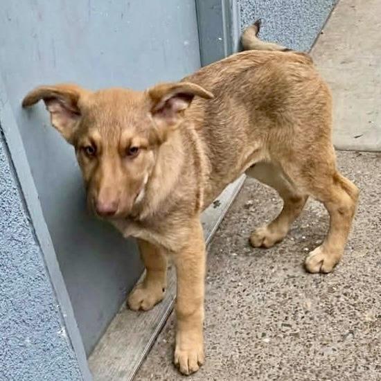 Enlarge Comet, a Adoptable Shepherd in Sonoma, CA image 3/6