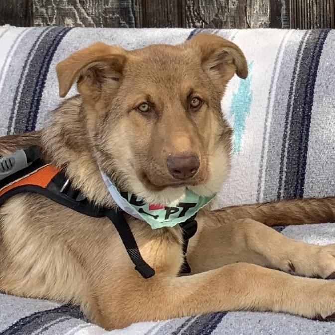 Enlarge Comet, a Adoptable Shepherd in Sonoma, CA image 4/6
