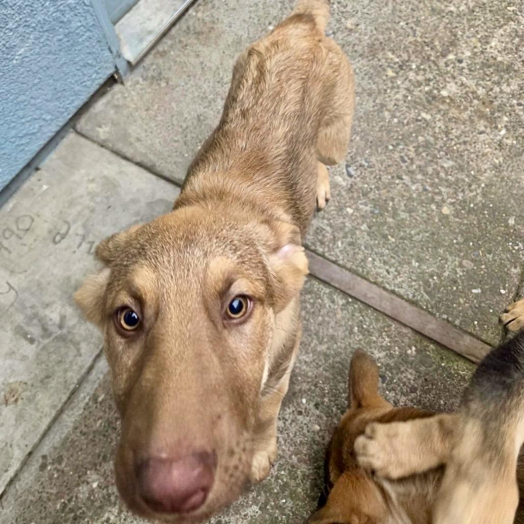 Enlarge Comet, a Adoptable Shepherd in Sonoma, CA image 4/6