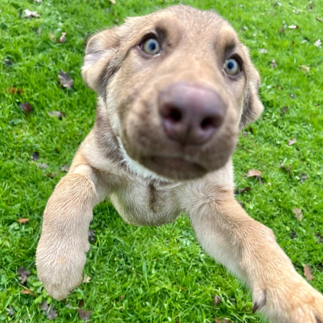 Enlarge Comet, a Adoptable Shepherd in Sonoma, CA image 5/6