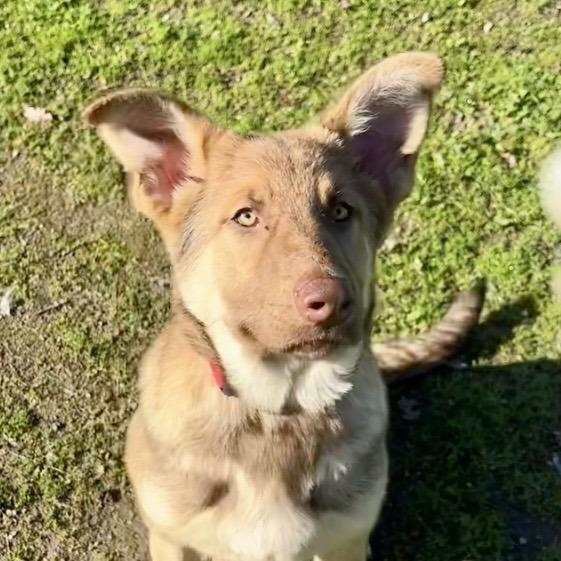 Enlarge Comet, a Adoptable Shepherd in Sonoma, CA image 5/6