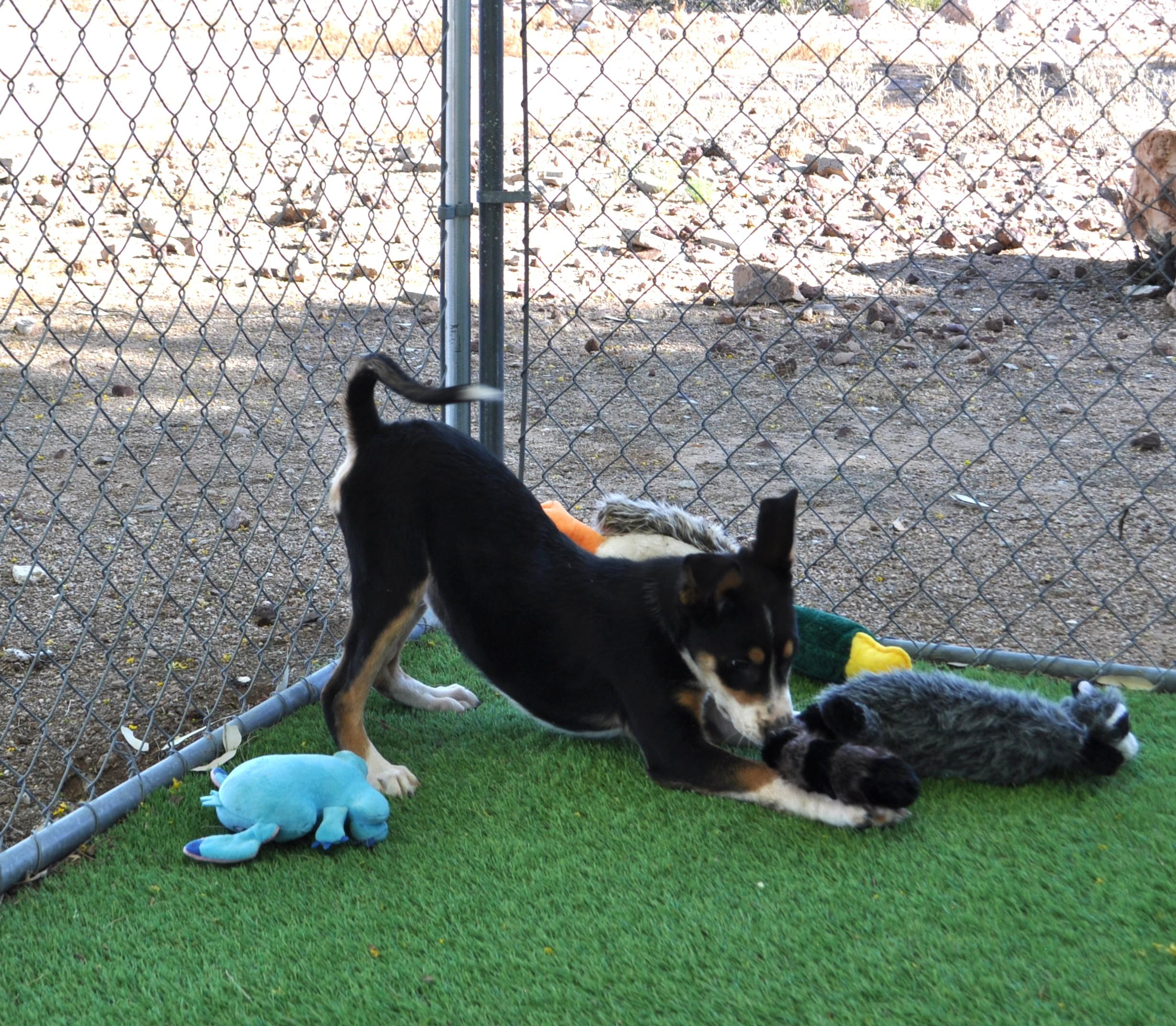 Enlarge Orion, an adopted mixed breed in Apache Junction, AZ image 5/5