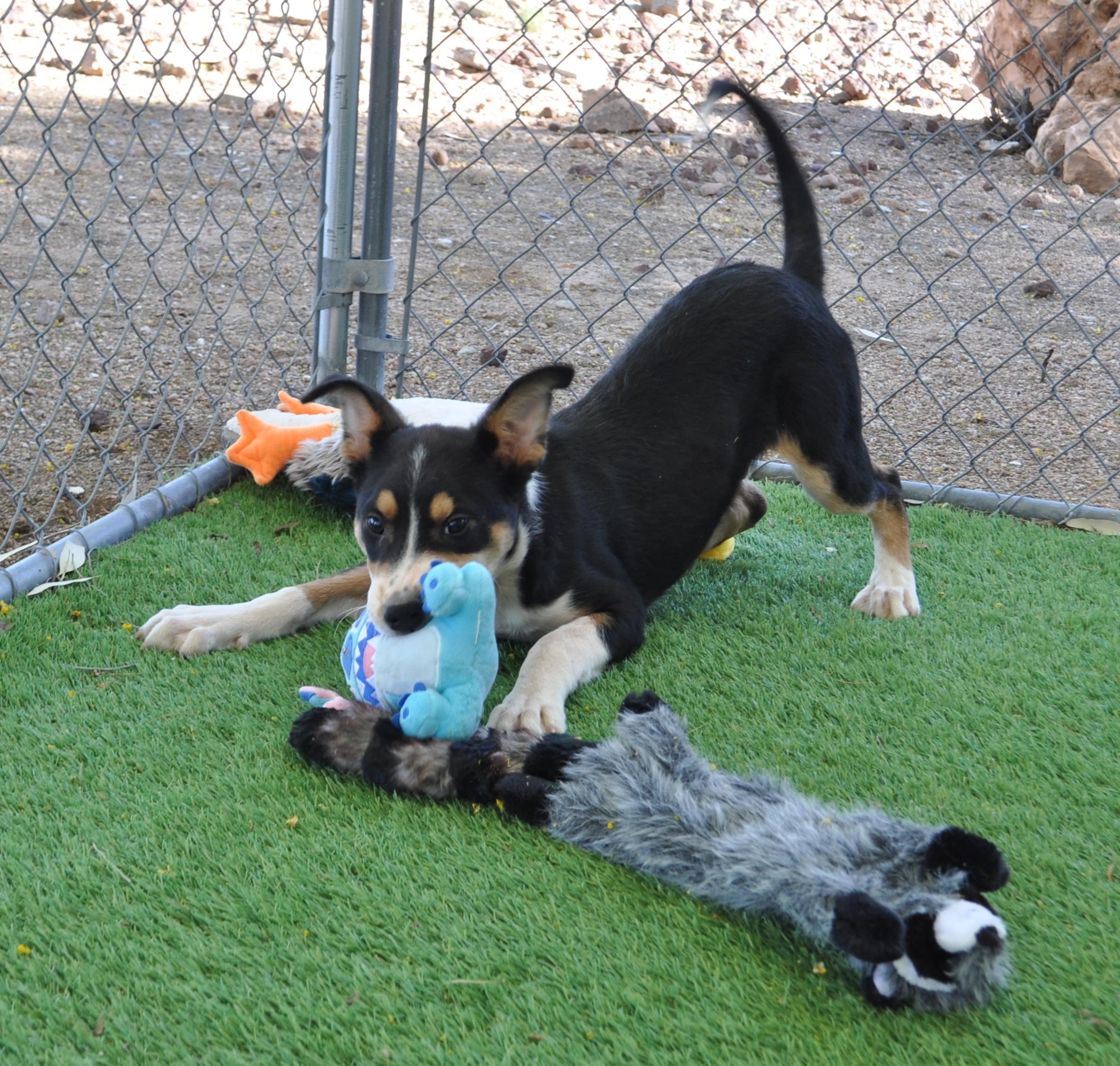 Enlarge Orion, an adopted mixed breed in Apache Junction, AZ image 2/5